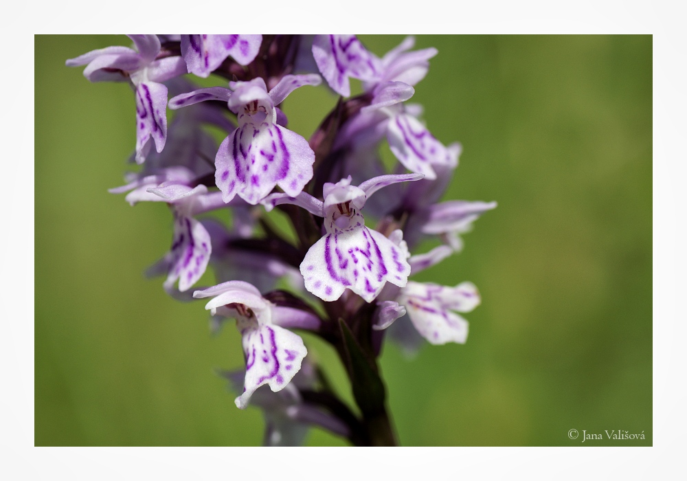 DSC_7133_Beskydy