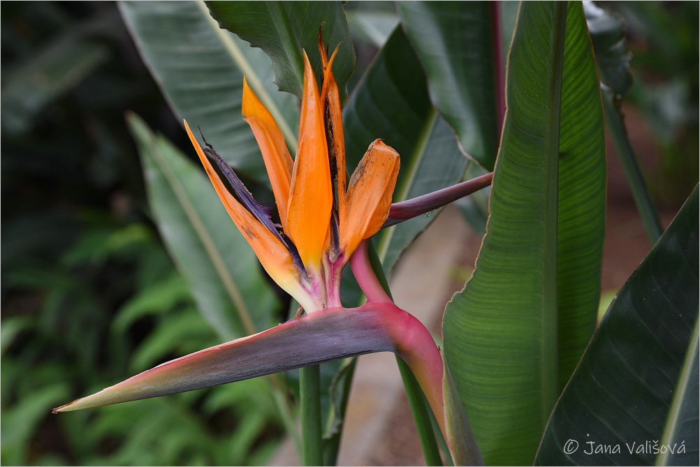 Strelitzia