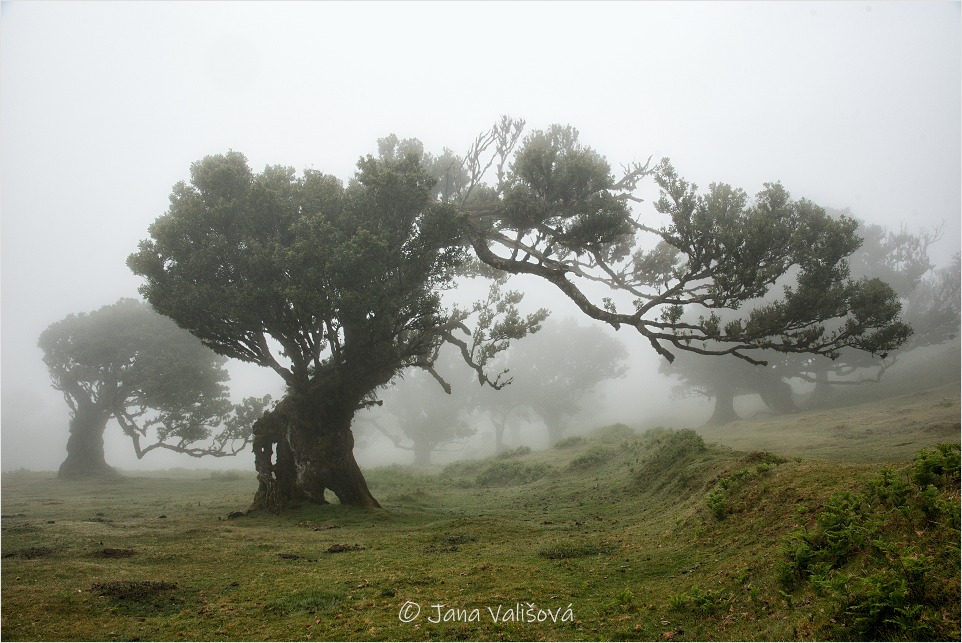 Fanal