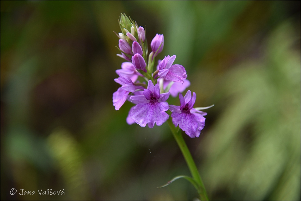 Orchidej